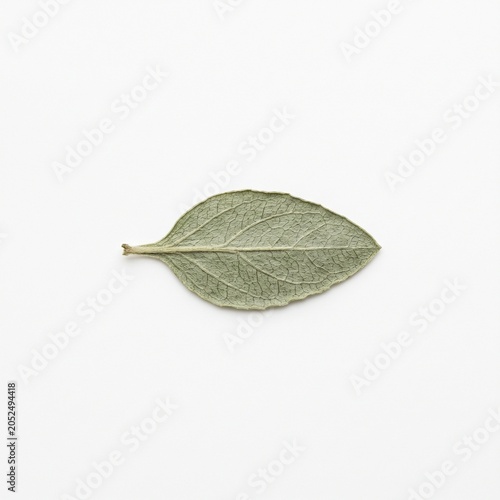Pressed thyme leaf on a white background