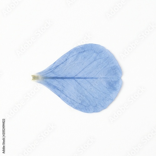 plumbago auriculata petal on white background