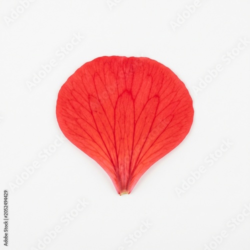 pressed red geranium petal on white background