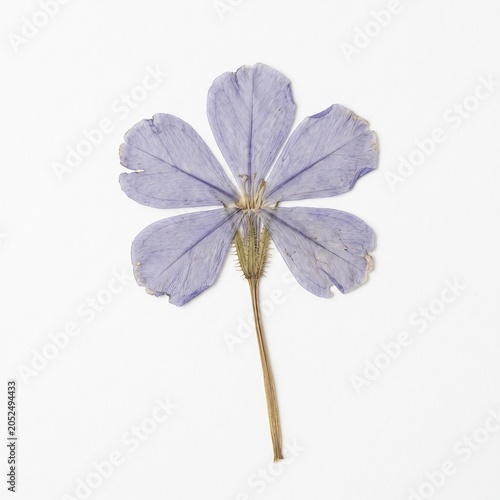 pressed sky jasmine flower on white background