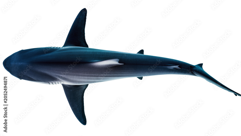 Fototapeta premium Dark blue shark with white belly and fins, top view