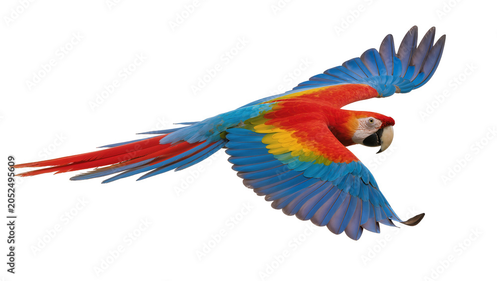 Obraz premium Scarlet Macaw Parrot Flying with Wings Spread