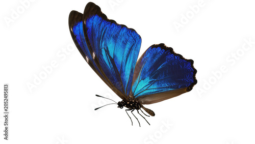 Bild auf Leinwand Blue morpho butterfly with iridescent wings