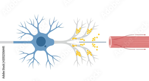 Foto Neuron transmitting signal to muscle fiber