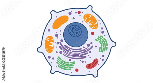 Foto Animal Cell Diagram with Organelles - Science and Biology Illustration