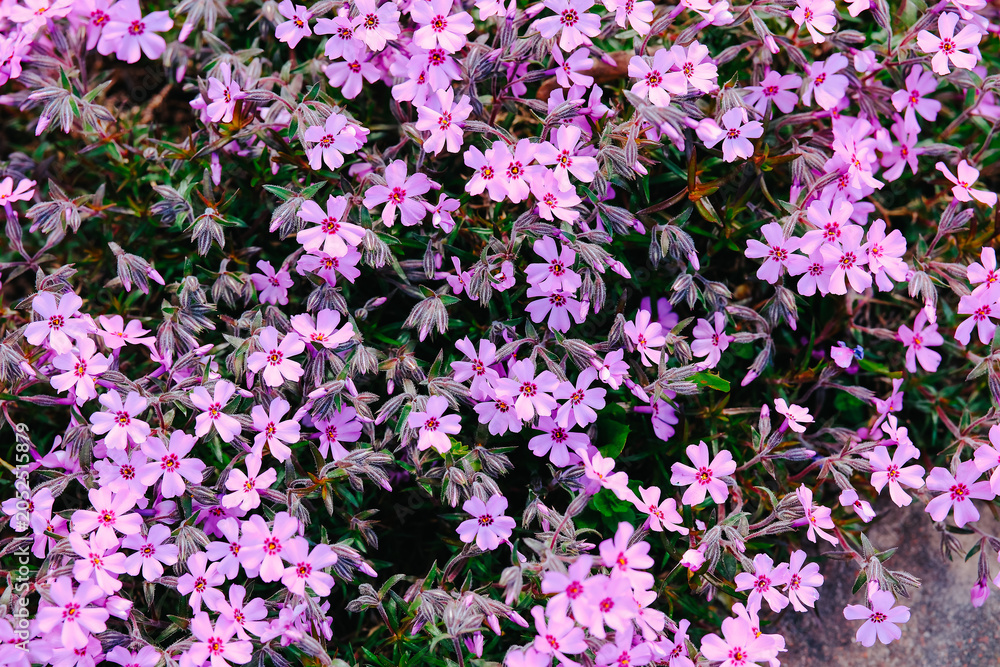 Obraz premium Pink flowers with green leaves in natural light