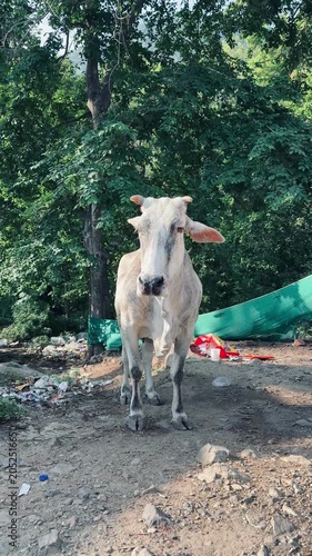 White cow standing peacefully outdoors surrounded by lush greenery in rural India.