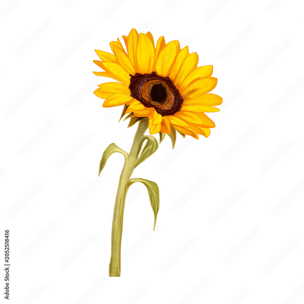 Obraz premium sunflower 