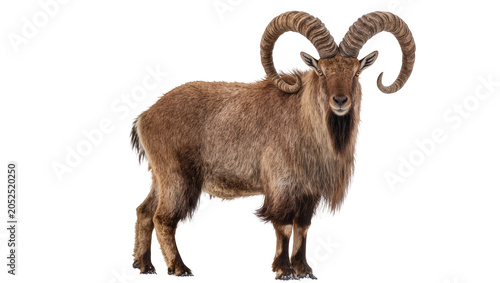 Photos Brown ibex with large curved horns standing on white