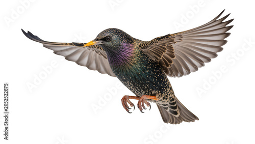 Obraz na plátně European Starling bird in flight with wings spread