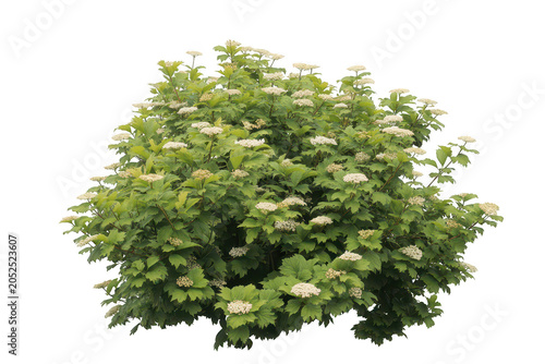 A side view of a lush green viburnum shrub covered in small white flowers, isolated on a black background, for architectural visualization use
