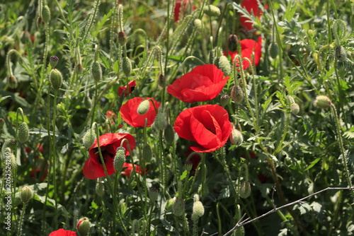 Red poppy flower blooming in the green field during spring season.