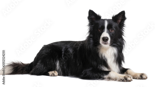Foto Black and white Border Collie dog lying down