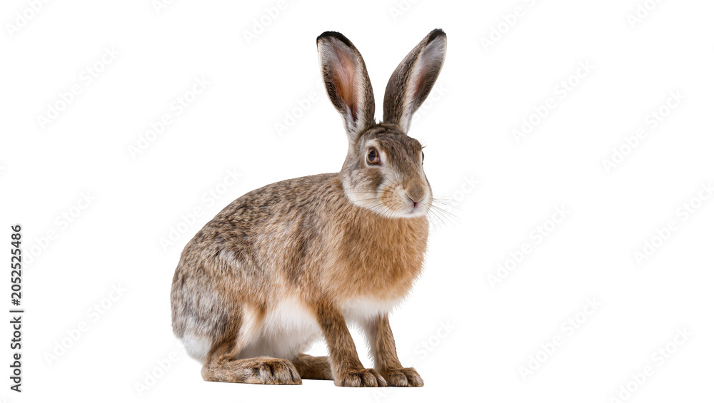 Obraz premium Brown hare sitting on white