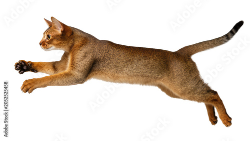 Valokuva Abyssinian cat jumping mid-air with paws extended