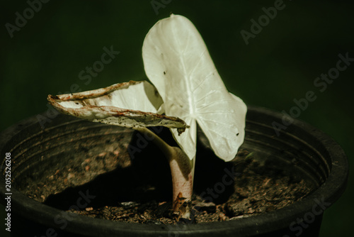 plant in the garden