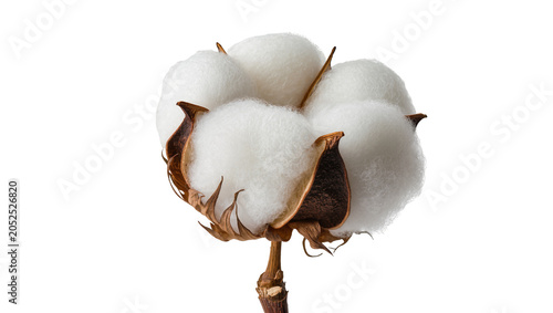 Foto Cotton boll with fluffy white fibers and brown seed pods