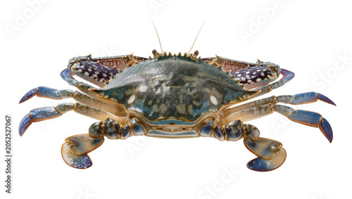 Bilde på lerret Blue crab with spotted carapace and blue legs
