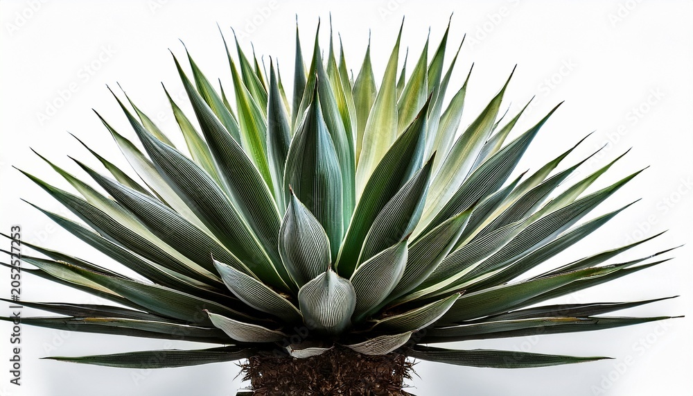 Fototapeta premium Agave Azu Isolated