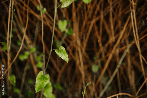 фотографія liana vine with leaves against brown branches