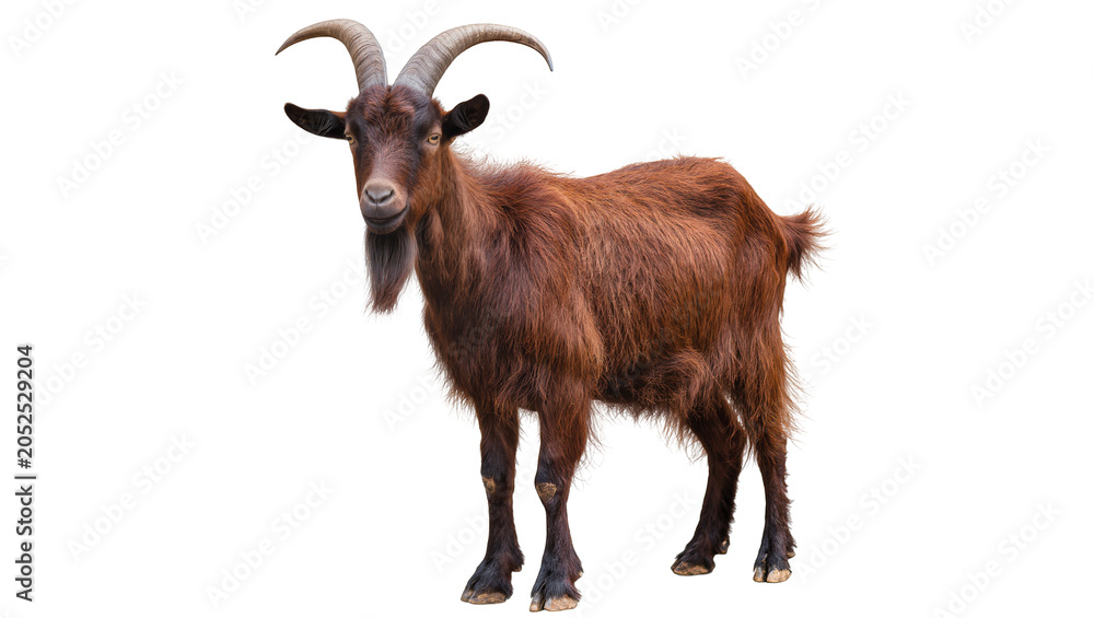 Φωτογραφία Brown goat with curved horns and beard standing