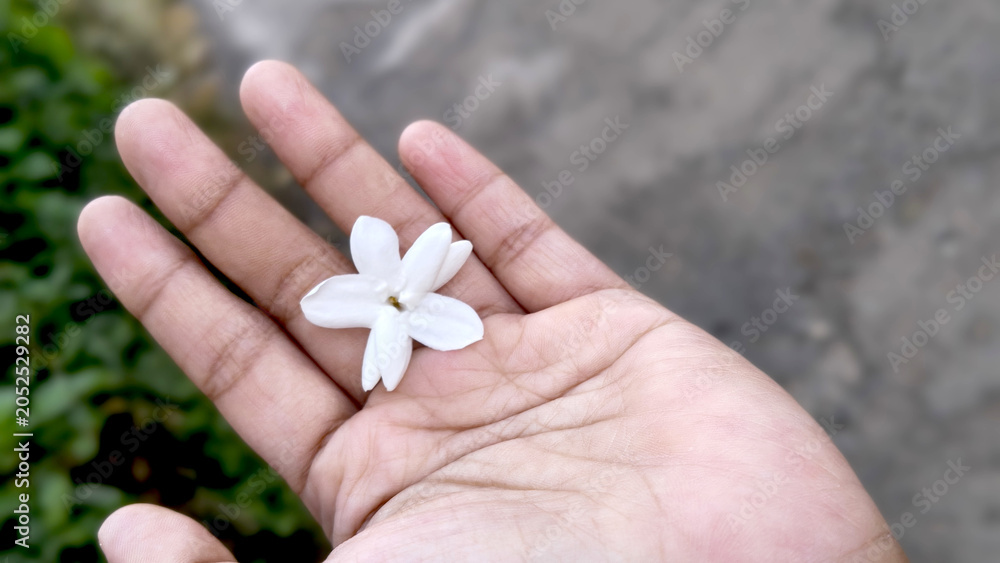 Φωτογραφία Hand holding a fragrant jasmine flower outdoors
