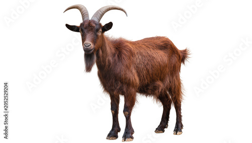 фотографія Brown goat with curved horns and beard standing