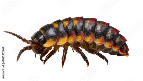 Multisegmented arthropod with black yellow, and red markings