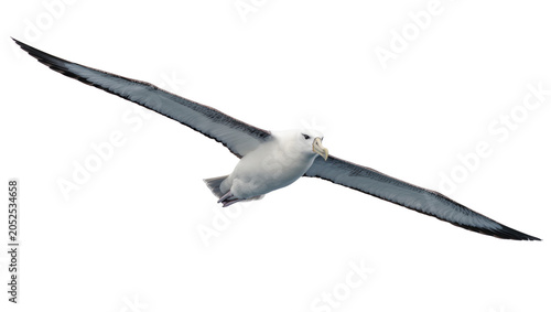 Fotografie White albatross bird with long wingspan flying