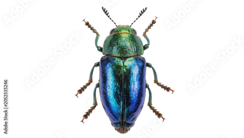 фотографія Metallic green and blue jewel beetle with segmented legs and antennae
