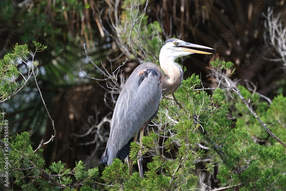 Fototapeta premium great blue heron