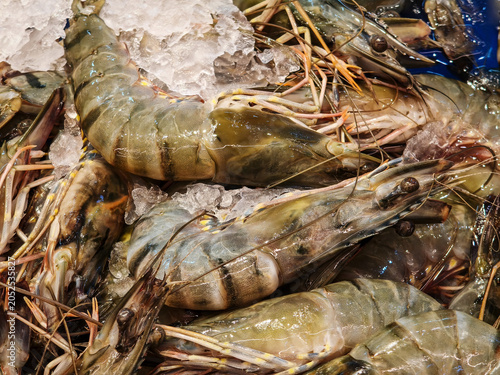 Fotografie Fresh giant tiger prawns chilling on crushed ice at a seafood market display counter