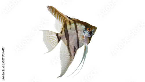 Fotografi Angelfish with black stripes and orange eye
