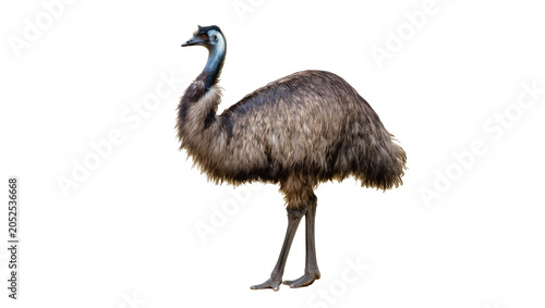 Konstfotografi Emu bird standing profile view with grey and brown feathers