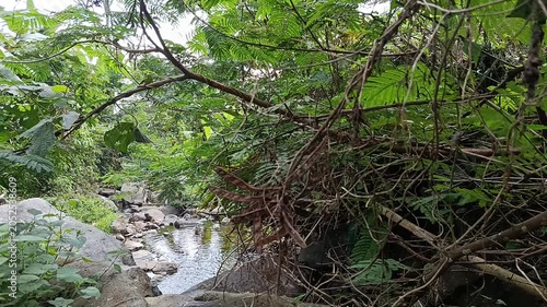 Crystal Clear Mountain River Flowing Through a Lush Forest Landscape