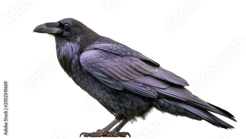 Photos Black raven bird with dark grey feathers and purple iridescence