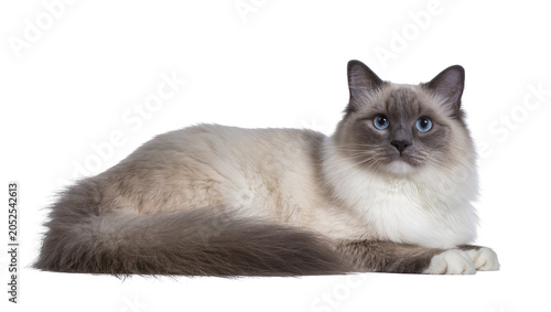 Ragdoll cat with blue eyes lying down