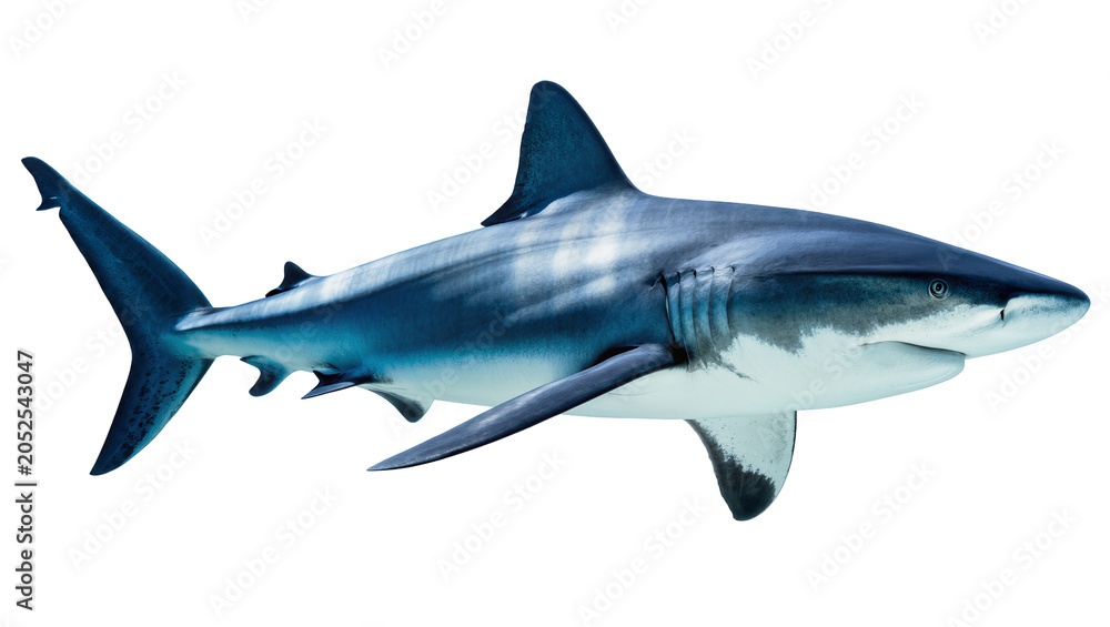 Obraz premium Blue shark swimming side view, detailed fins and gills