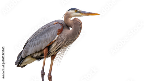 Foto Great Blue Heron standing profile view