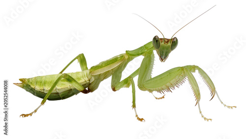 Cuadro en lienzo Green praying mantis insect with large eyes and spiky forelegs