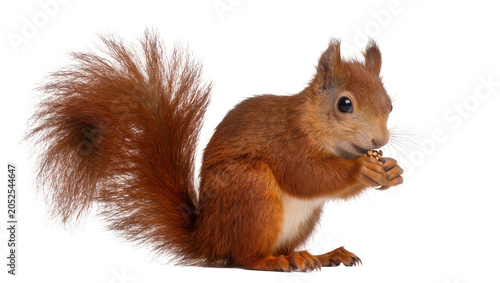 Εκτύπωση καμβά Red squirrel eating nuts with bushy tail