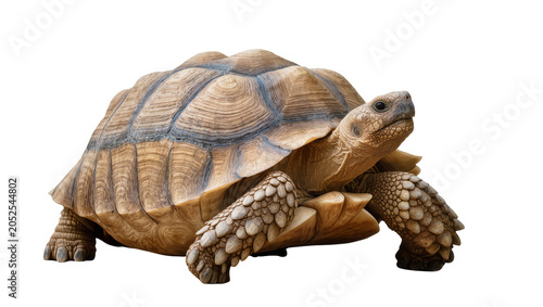 Принти на полотні African Spurred Tortoise with Textured Shell and Scaly Legs