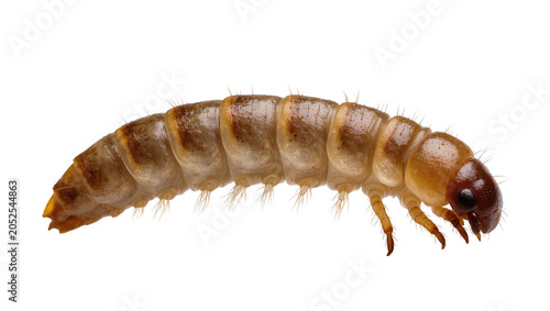 Bild auf Leinwand Brown segmented grub larva with legs and antennae