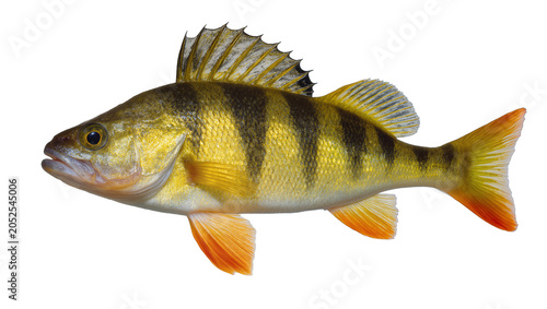 Фотография Yellow Perch Fish with Dark Stripes and Orange Fins