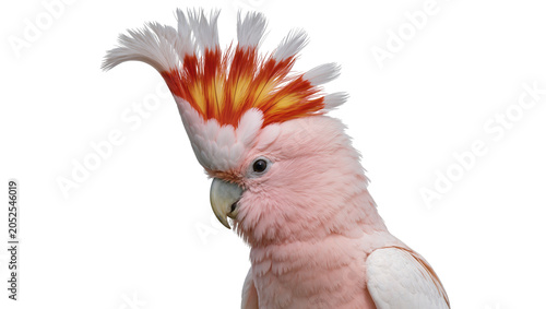 Photos Pink Major Mitchell Cockatoo with orange and white crest