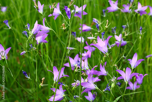 Foto harebell (Campanula rotundifolia) with slender stems and purple bell‑shaped flow