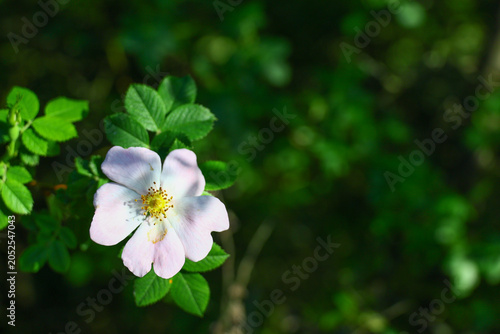 Obraz na plátne single wild dog rose flower with five light pink petals and a yellow stamen clus