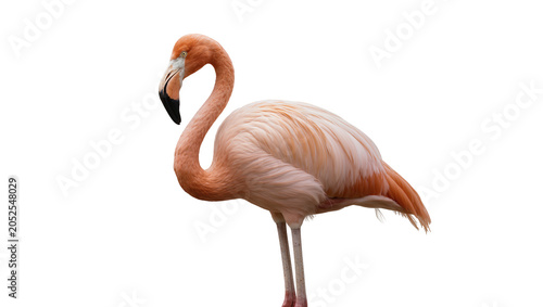 Fotografía Pink flamingo bird standing on white
