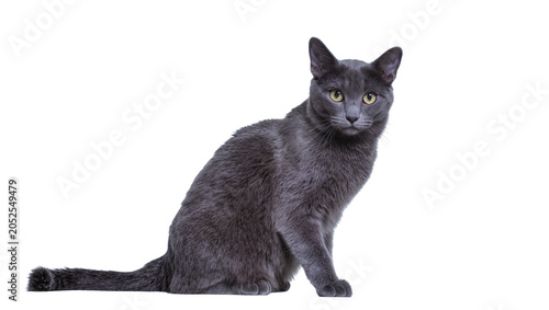 Photography Russian Blue cat sitting with yellow eyes