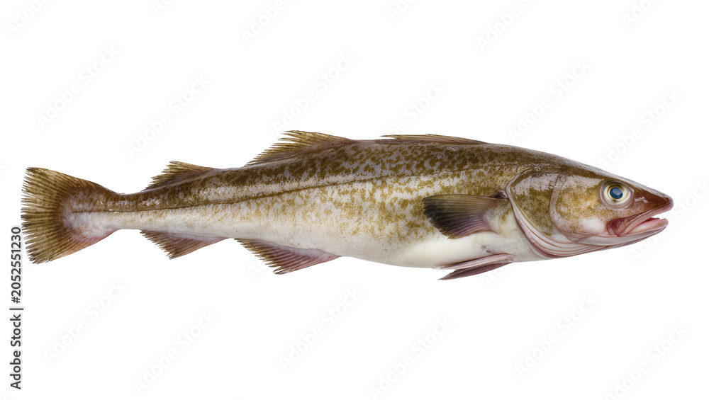 Fototapeta premium Atlantic Cod Fish Raw Seafood Protein